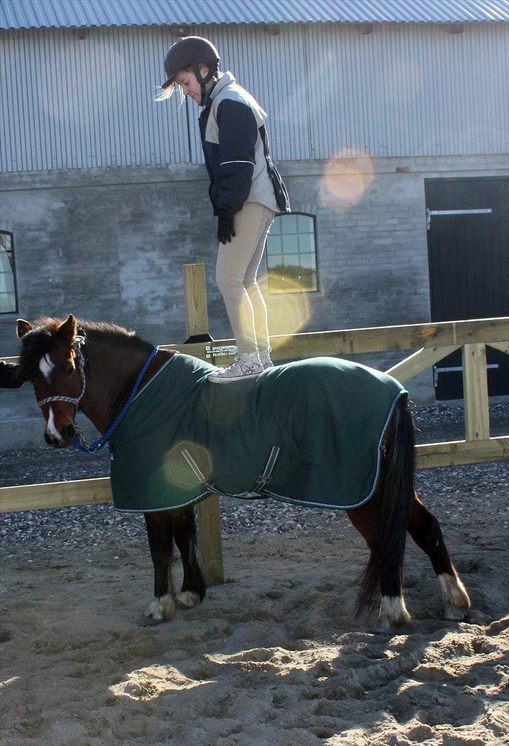 Welsh Partbred (Sec F) Cookie - FOTO: Freja Thomasen - Vi er små hver for sig, men sammen er vi store <´3 billede 13