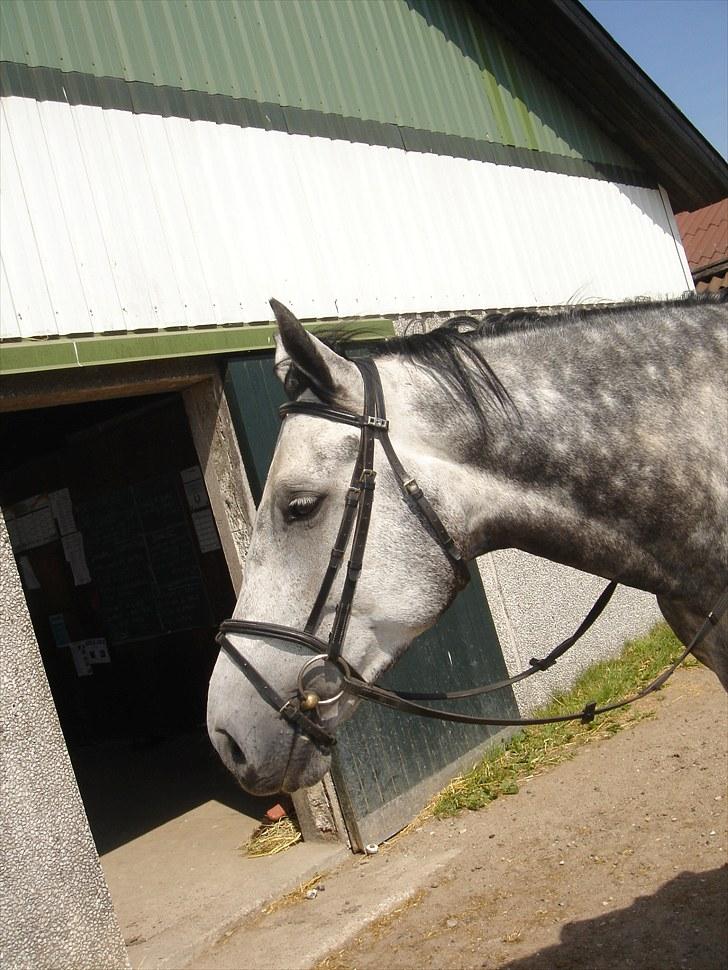 Dansk Varmblod Carneval Fever - Da jeg lige havde fået ham :) billede 8