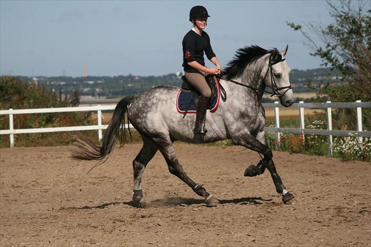 Dansk Varmblod Carneval Fever - Lige efter jeg fik ham :) Foto: Sophie billede 9