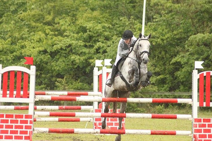 Dansk Varmblod Carneval Fever - Dejlige hest :) Foto: Pernille Kirstine billede 10