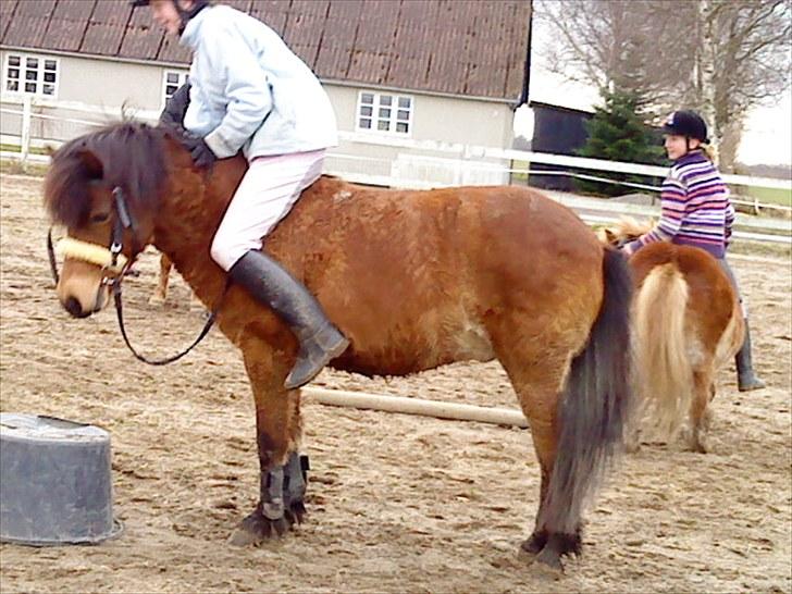 Gotlandsruss Tarpan's  Ikon R.I.P - ponygeams skulde op billede 13