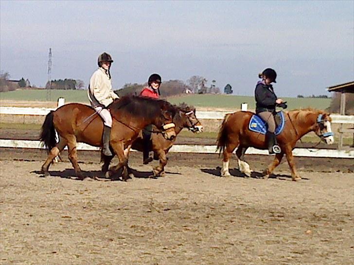 Gotlandsruss Tarpan's  Ikon R.I.P - skridter af billede 14