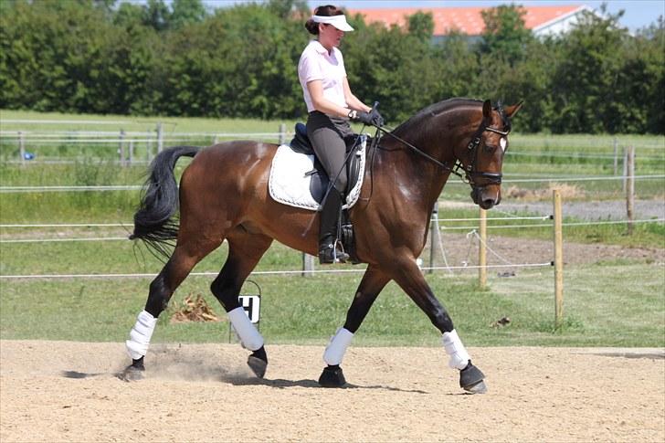 Dansk Varmblod Cápa's Pablo Junior billede 19