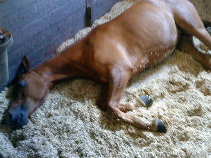 Arabisk fuldblod (OX) Pasqua 3686 *PENSIONERET* - vi sover.. billede 7