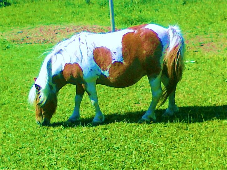 Shetlænder Sabine ( Bine )  billede 11