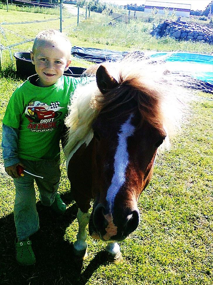 Shetlænder Sabine ( Bine )  billede 12