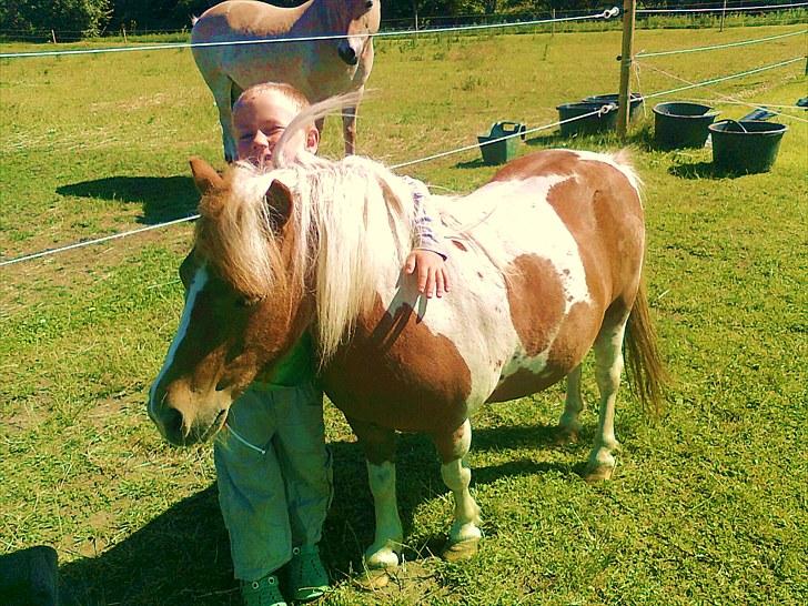 Shetlænder Sabine ( Bine )  billede 13