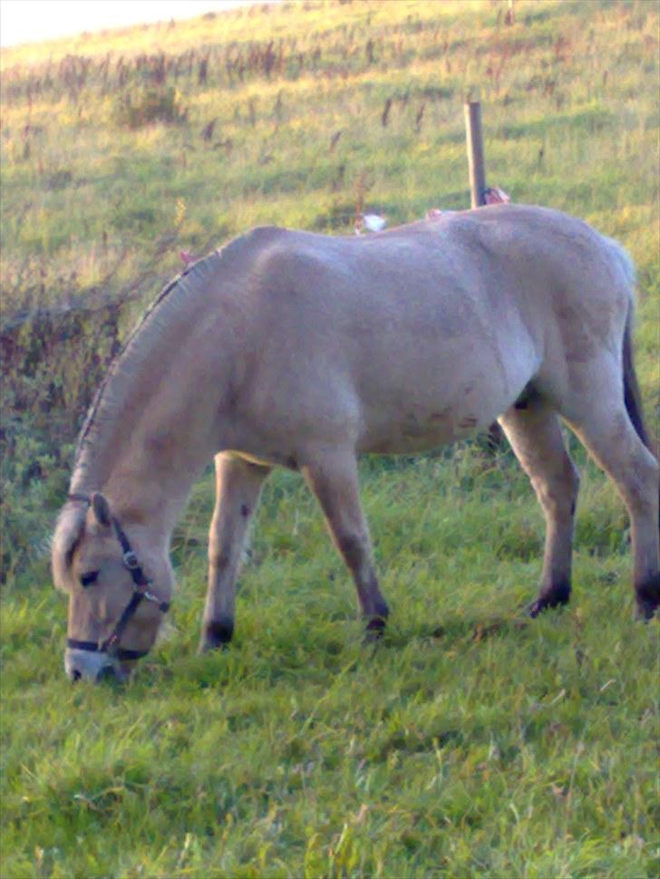 Fjordhest Mateus billede 1