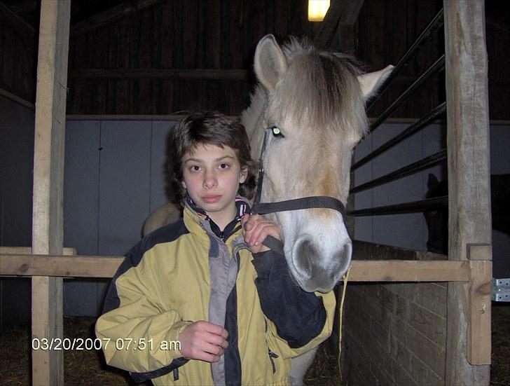 Fjordhest Mateus billede 2