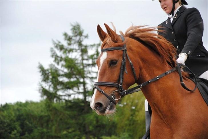 Frederiksborg brilliant `har redet`` billede 4