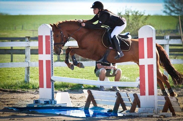 Hollandsk Sportspony Amazing Amigo  - over vandet i første forsøg, MB2** helsinge billede 2