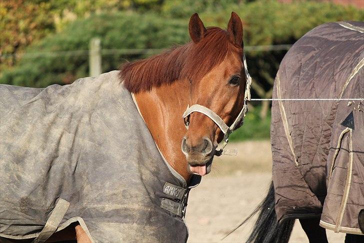 Hollandsk Sportspony Amazing Amigo  - efterår 2010 - efter han er blevet klippet (-;<3 dejlige pony<3 billede 3