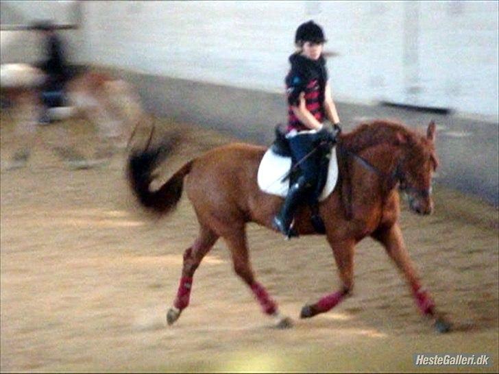 Hollandsk Sportspony Amazing Amigo  - min deeeejlige springpony kan sagtens gå dressur!!! Her ses han med min søster :-D billede 7