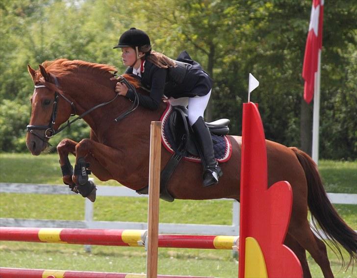 Hollandsk Sportspony Amazing Amigo  - LB til copenhagen horseshow 0 fejl (-: billede 11