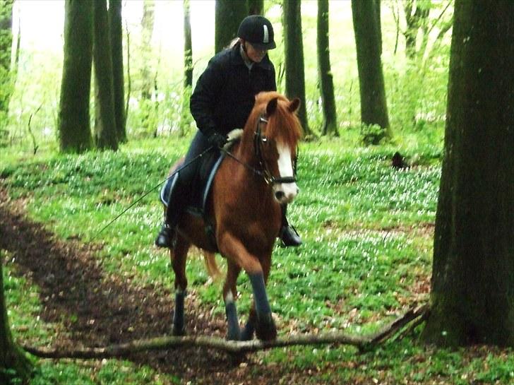 Hollandsk Sportspony Fireball B-Pony - En meget farlig gren i følge Fireball :) Foto Ida Nørhlom. billede 11