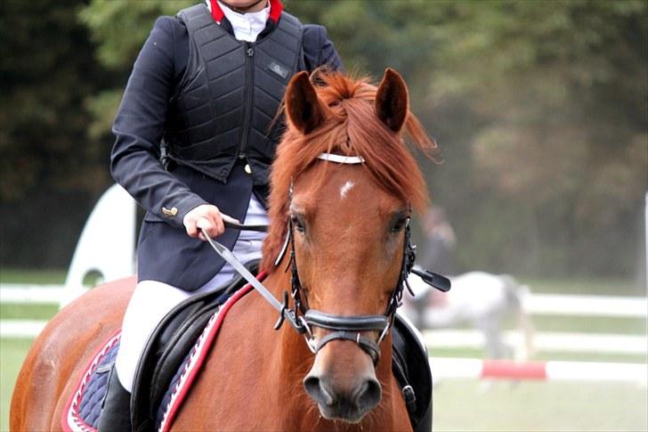 Hollandsk Sportspony Amazing Amigo  - den lækre til copenhagen horseshow 10 :D billede 14