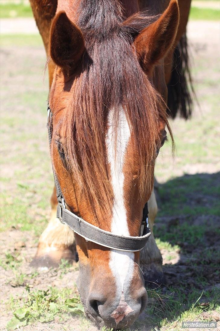 Anden særlig race Kasmir -solgt & elsket <3 - 1 juli 2010 - leg på folden billede 15