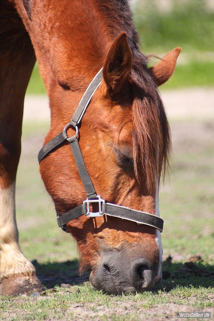 Anden særlig race Kasmir -solgt & elsket <3 - 1 juli 2010 - leg på folden billede 4