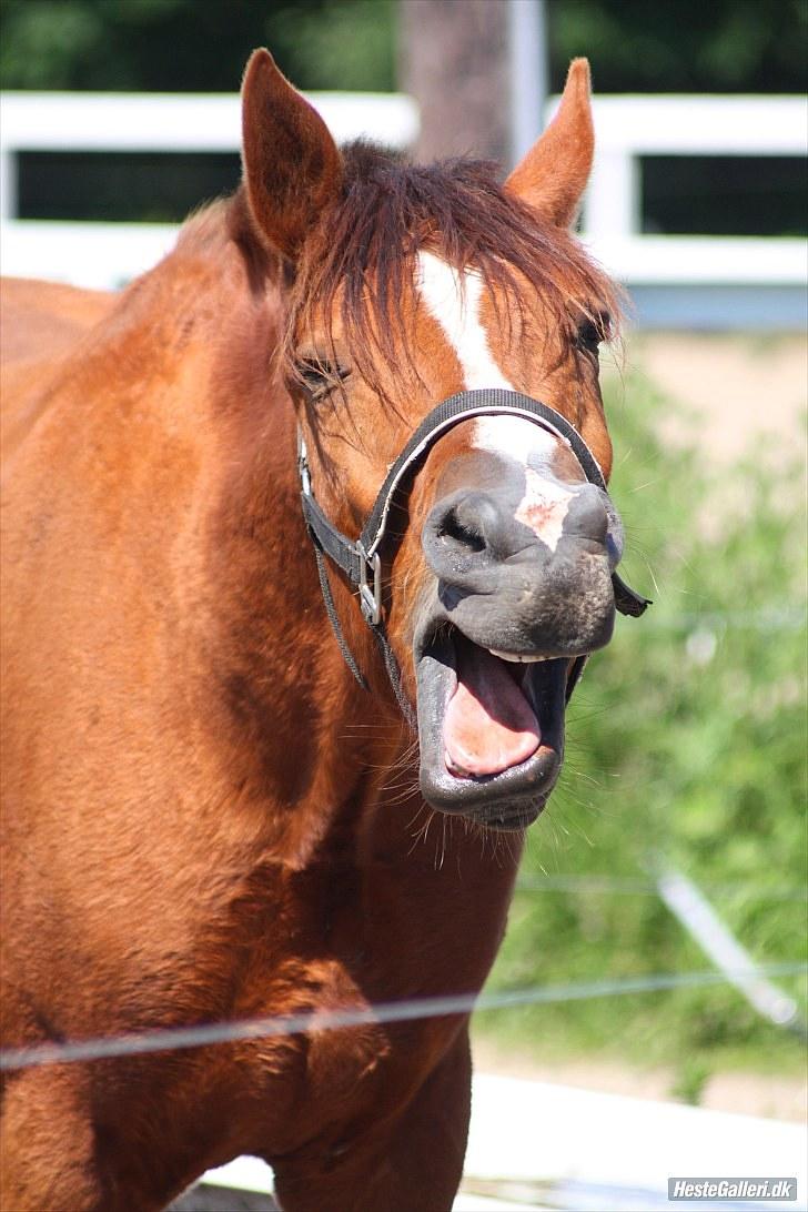 Anden særlig race Kasmir -solgt & elsket <3 - 1 juli 2010 - leg på folden billede 7