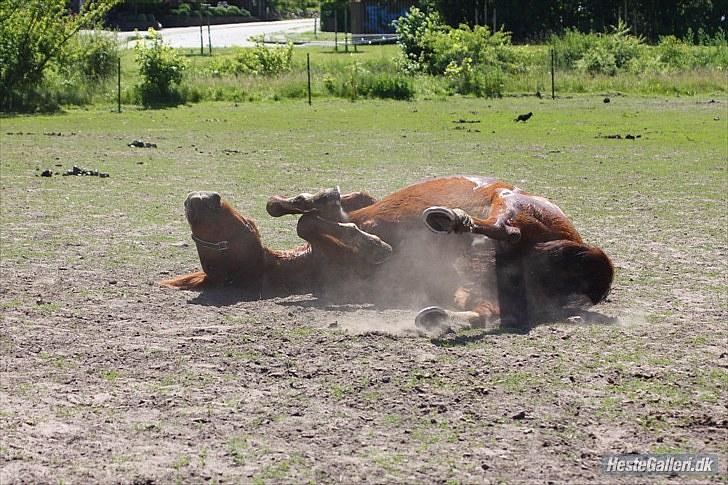 Anden særlig race Kasmir -solgt & elsket <3 - 1 juli 2010 - leg på folden billede 5