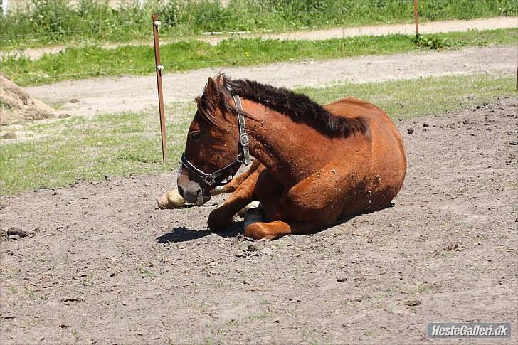 Anden særlig race Kasmir -solgt & elsket <3 - 1 juli 2010 - leg på folden billede 6