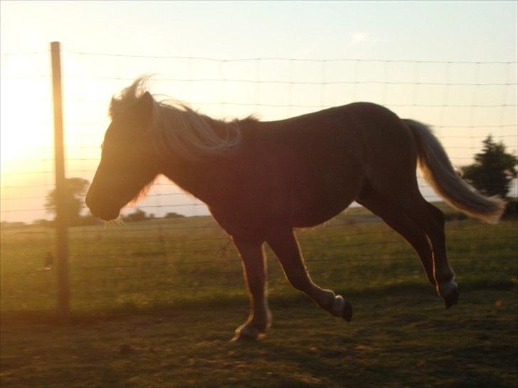 Miniature Minimøjsen Minor <33 - Velkommen til Minors profil :D Ingen kopiring ;D billede 1