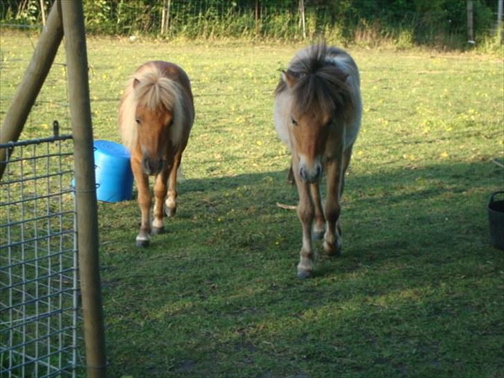 Miniature Minimøjsen Minor <33 - Mini & Minor kommen sjokkende xD Rigtige teenagere d: ! billede 2