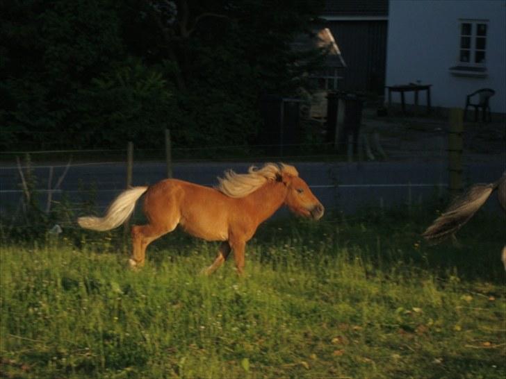 Miniature Minimøjsen Minor <33 - Minor om aftenen i galop xD billede 3