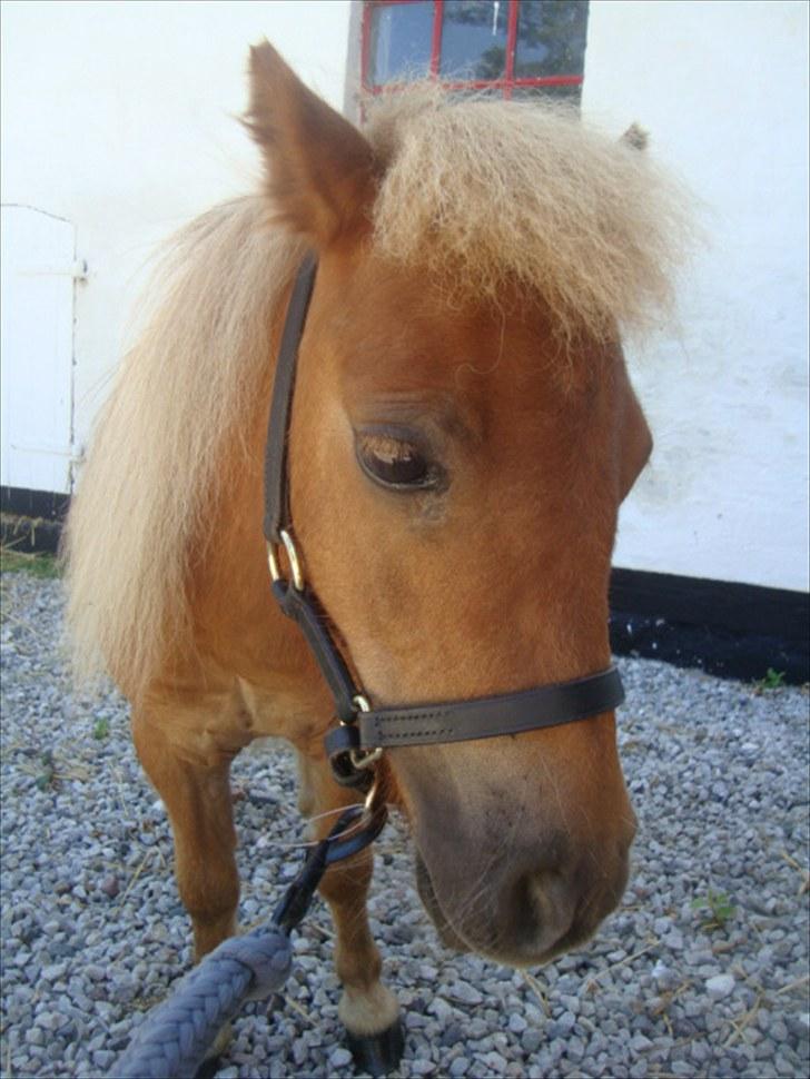 Miniature Minimøjsen Minor <33 - Lille pæne Minor (: billede 6