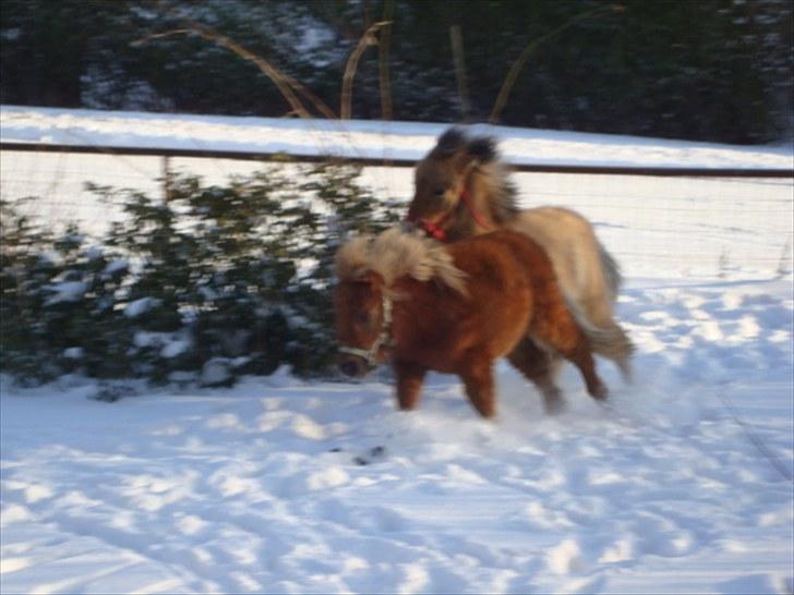 Miniature Minimøjsen Minor <33 - Mini & Minor, fuld galop, den dag jeg fik ham :D billede 7