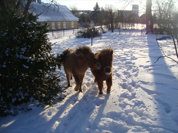 Miniature Minimøjsen Minor <33 - Mini & Minor - er de ikke søde som små uldtotter :D? billede 8