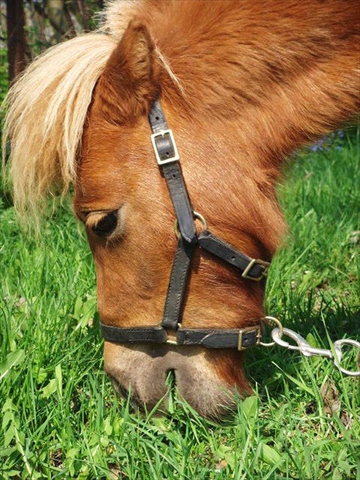 Miniature Minimøjsen Minor <33 - Sødt lille hovedbillede :)<3 billede 9