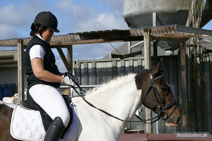 Pinto Solvangens Thais'son billede 9