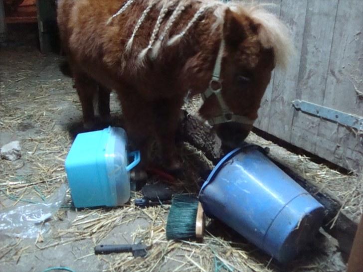 Miniature Minimøjsen Minor <33 - "Det var altså ikke miiig!!" kære Minor med fletninger.. billede 12