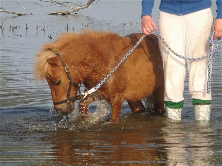 Miniature Minimøjsen Minor <33 - Minor plasker i vandet, og jeg blev helt våd .. xD  billede 13