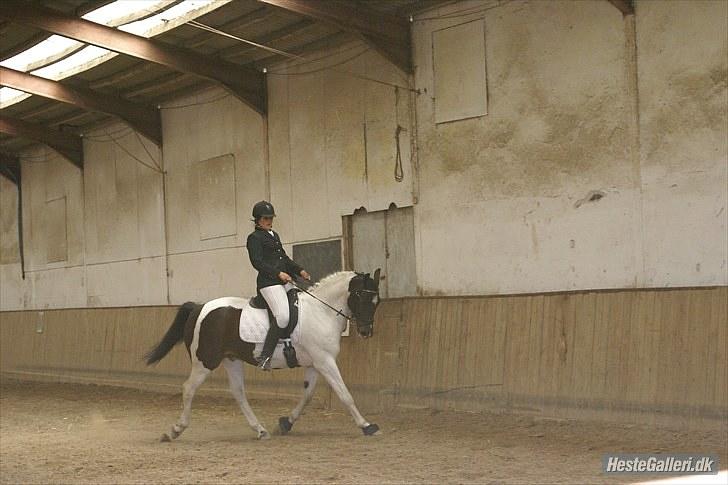 Pinto Solvangens Thais'son billede 10