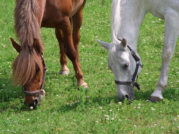 Hollandsk Sportspony CASPER - barcardi og casper på fold ;D billede 17