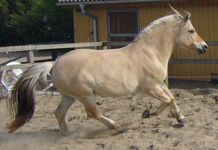 Fjordhest Ll. Lundegaards Hansi RIP - Maj 2008 billede 2
