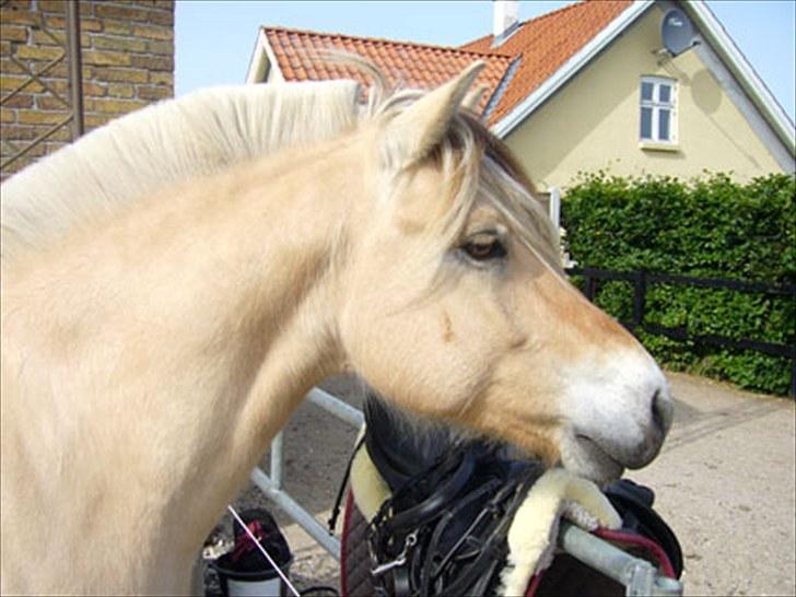 Fjordhest Ll. Lundegaards Hansi RIP - maj 2010 billede 3