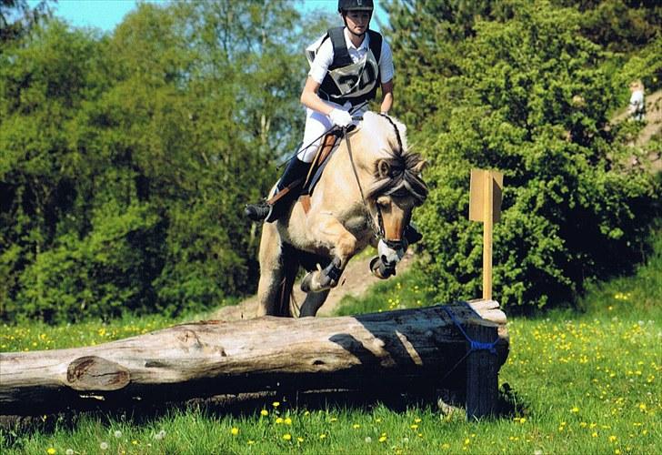 Fjordhest Ll. Lundegaards Hansi RIP - Militarystævne maj 2010 billede 4