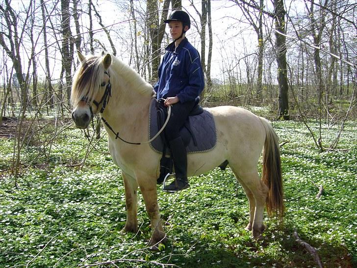 Fjordhest Ll. Lundegaards Hansi RIP - April 2007 billede 5