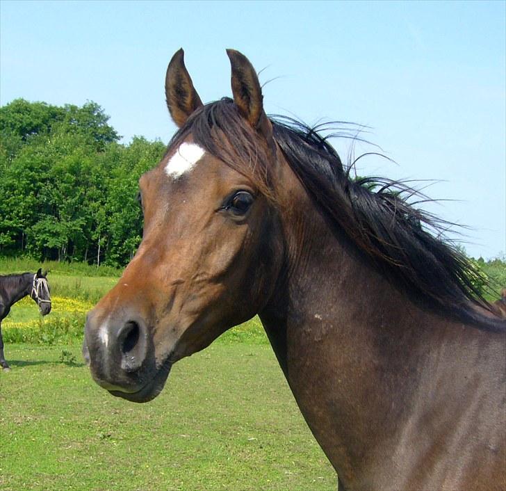 Arabisk fuldblod (OX) KA Wamarg OX - SOLGT - Juni 2010 billede 1