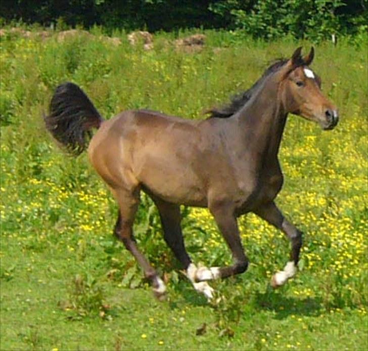 Arabisk fuldblod (OX) KA Wamarg OX - SOLGT - Juni 2010 billede 2