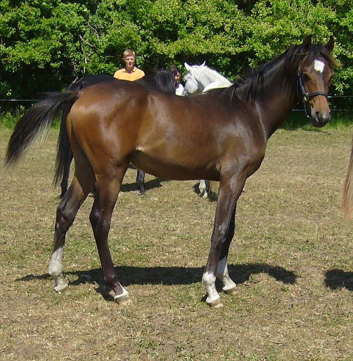 Arabisk fuldblod (OX) KA Wamarg OX - SOLGT - Juni 2008 billede 8