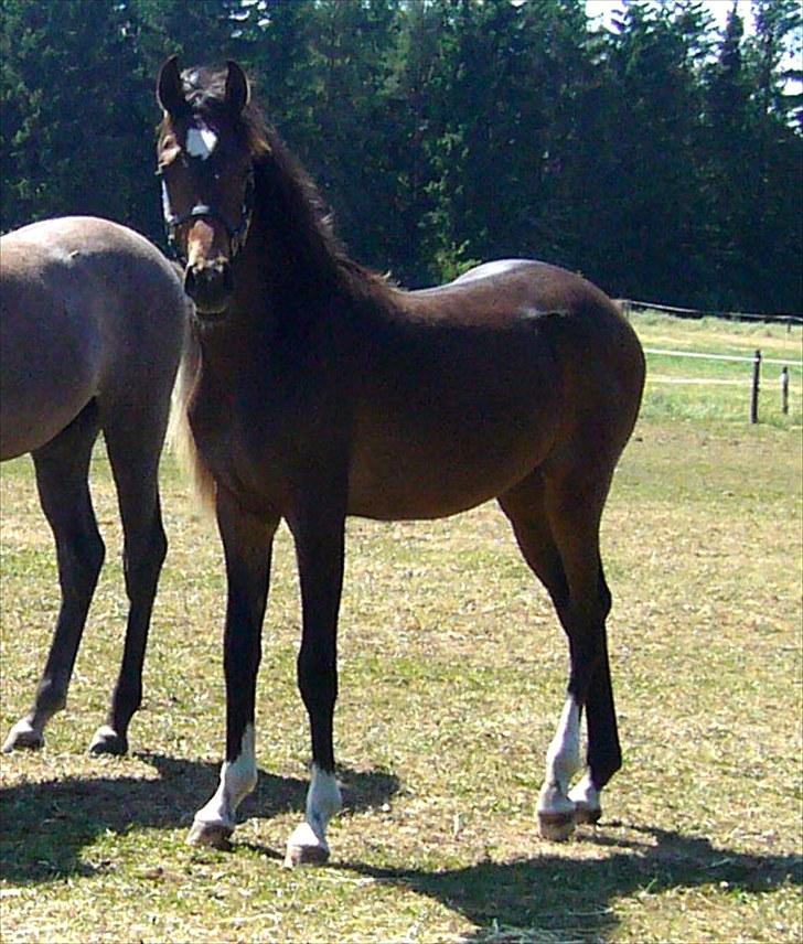 Arabisk fuldblod (OX) KA Wamarg OX - SOLGT - Juni 2008 billede 9