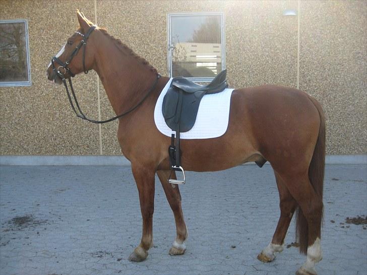 Frederiksborg Aragorn Nielsbogaard - Sikke en lækker hest :D det var til vores første stævne :D billede 4