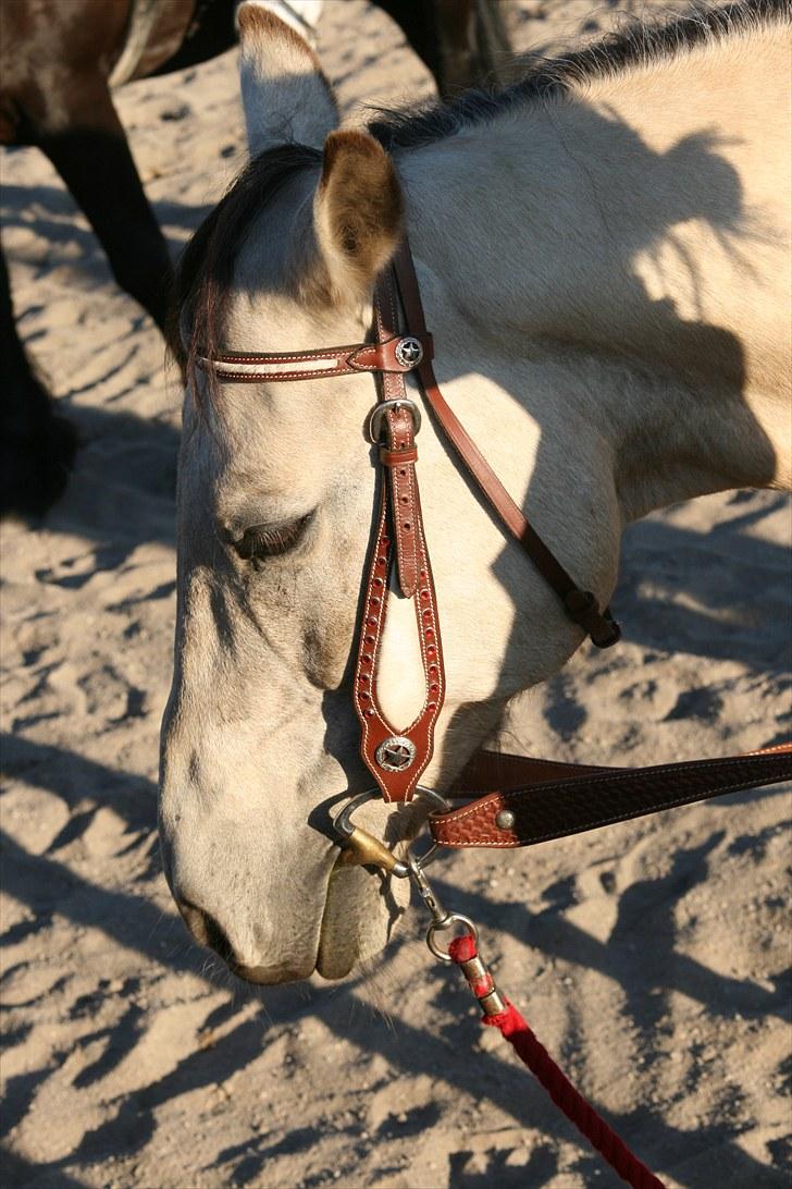 Quarter sunshine (part) - min lille pony med western hovedtøj på billede 4