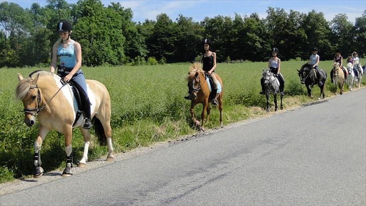 Anden særlig race Elmegaardens Mary *SOLGT* - Mary med på den "lange" tur på ridelejr på Elmegaarden 2010 billede 11
