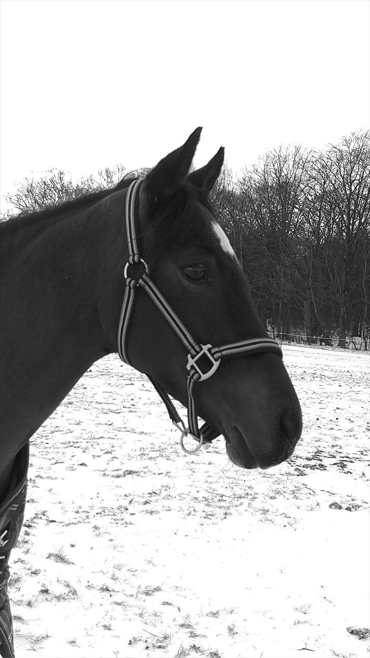 Hollandsk Sportspony Fabiola - du gør min hverdag bedre!:´) billede 19