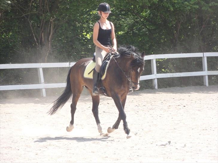 New Forest Margo<3 - dressurtræning d.2/7-10 :). billede 10